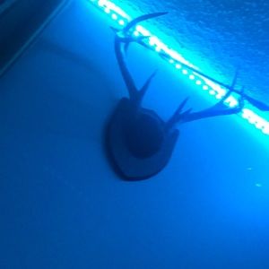 Meet your Posher, Ian